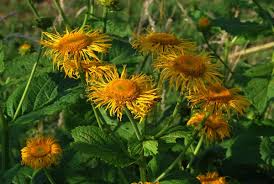 Attēlu rezultāti vaicājumam “Telekia speciosa bud”