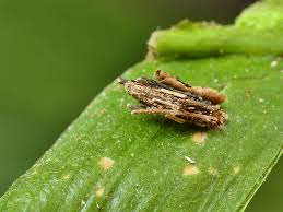 Attēlu rezultāti vaicājumam “Psyche casta larva”