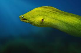 Image result for Gymnothorax funebris