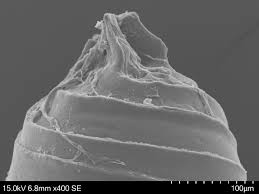 Attēlu rezultāti vaicājumam “Chara globularis”
