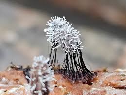 Attēlu rezultāti vaicājumam “Stemonitis marjana stalked”