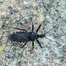 Attēlu rezultāti vaicājumam “Rhynocoris annulatus”