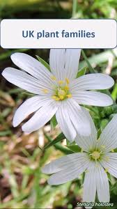 Attēlu rezultāti vaicājumam “Caryophyllaceae”