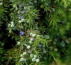 Attēlu rezultāti vaicājumam “Juniperus communis fruit”