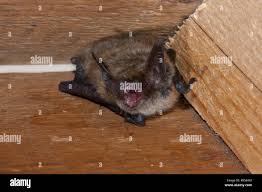 Attēlu rezultāti vaicājumam “Myotis brandtii”