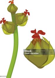 Attēlu rezultāti vaicājumam “Quercus robur female flower”