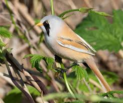 Attēlu rezultāti vaicājumam “Panurus biarmicus male”