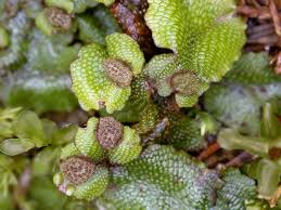 Attēlu rezultāti vaicājumam “Conocephalum”