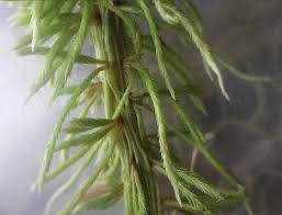 Attēlu rezultāti vaicājumam “Sphagnum wulfianum”