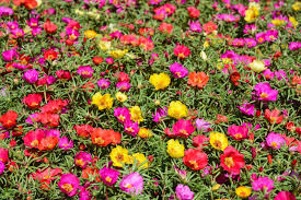 Attēlu rezultāti vaicājumam “Portulaca oleracea flower”