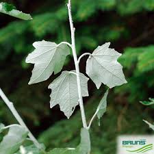 Attēlu rezultāti vaicājumam “Populus alba Nivea”