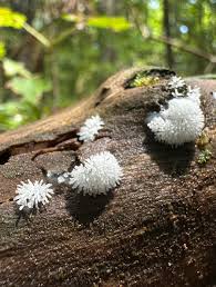 Attēlu rezultāti vaicājumam “Ceratiomyxa morchella stalked”