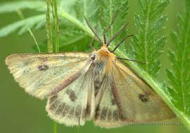 Attēlu rezultāti vaicājumam “Diacrisia sannio”