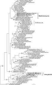 Attēlu rezultāti vaicājumam “Pachyphloeus melanoxanthus”