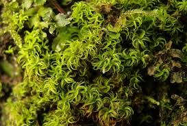 Attēlu rezultāti vaicājumam “Tortella tortuosa”