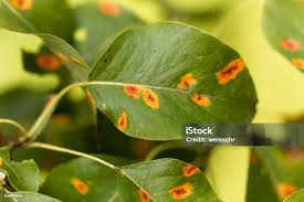 Attēlu rezultāti vaicājumam “Gymnosporangium sabinae”