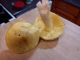 Attēlu rezultāti vaicājumam “Tricholoma flavovirens”