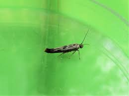 Attēlu rezultāti vaicājumam “Scythris limbella”