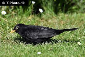 Attēlu rezultāti vaicājumam “Turdus merula”