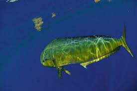 Image result for Coryphaena hippurus