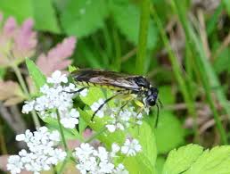 Attēlu rezultāti vaicājumam “Tenthredo scrophulariae exuvia”