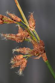 Attēlu rezultāti vaicājumam “Schoenoplectus lacustris subsp. glaucus flower”