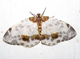 Attēlu rezultāti vaicājumam “Abraxas sylvata”