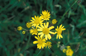 Attēlu rezultāti vaicājumam “Jacobaea paludosa leaf”