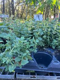 Image result for Oregano