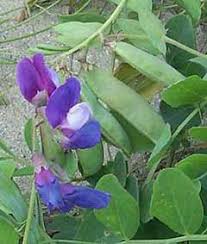 Attēlu rezultāti vaicājumam “Lathyrus japonicus subsp. maritimus fruit”