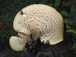 Attēlu rezultāti vaicājumam “Polyporus squamosus”
