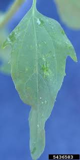 Attēlu rezultāti vaicājumam “Chenopodium album leaf”