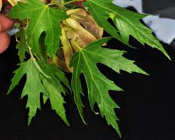 Attēlu rezultāti vaicājumam “Veronica officinalis leaf”