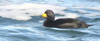 Attēlu rezultāti vaicājumam “Melanitta nigra male”