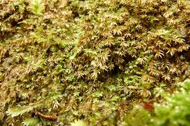 Attēlu rezultāti vaicājumam “Pohlia wahlenbergii sporophyte”