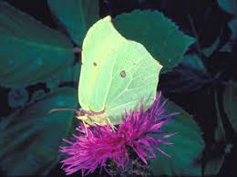 Attēlu rezultāti vaicājumam “Gonepteryx rhamni male”