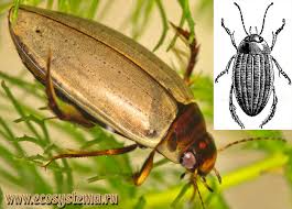 Attēlu rezultāti vaicājumam “Colymbetes striatus”