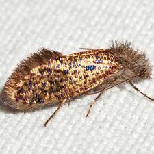 Attēlu rezultāti vaicājumam “Micropterigidae”