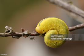 Attēlu rezultāti vaicājumam “Cimbex luteus”