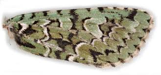 Attēlu rezultāti vaicājumam “Griposia aprilina”