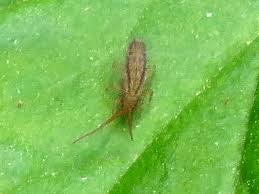 Attēlu rezultāti vaicājumam “Orchesella flavescens”