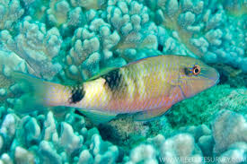 Image result for Parupeneus trifasciatus