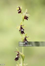 Attēlu rezultāti vaicājumam “Ophrys insectifera”