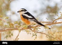 Image result for Lanius nubicus