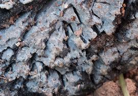 Attēlu rezultāti vaicājumam “Basidiodendron”