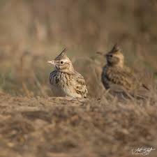 Attēlu rezultāti vaicājumam “Galerida cristata adult”