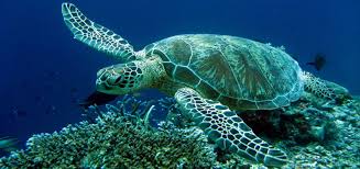 Image result for Caretta caretta