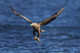 Image result for Haliaeetus albicilla