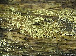 Attēlu rezultāti vaicājumam “Hypocrea gelatinosa”