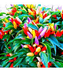 Afbeeldingsresultaat voor numex chimayo hot pepper